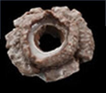 Product - Top Pot Doughnuts in Kirkland, WA Donuts