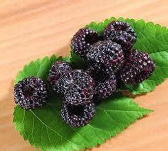 Product: Black Raspberries - Triple B Farms in Forward Twp, Allegheny County, PA 15063 - Monongahela, PA Farms