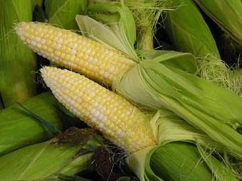 Product: Pittsburgh's Best Sweet Corn - Triple B Farms in Forward Twp, Allegheny County, PA 15063 - Monongahela, PA Farms