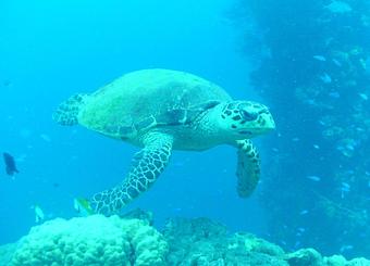 Product - Uncle Joe's Scuba in Downtown Coraopolis - Coraopolis, PA Shopping & Shopping Services