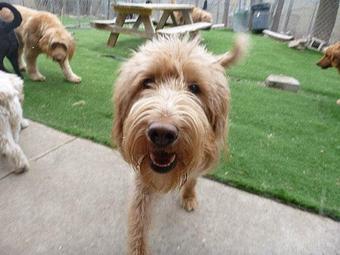 Product - Unleashed in Evanston in Evanston, IL Pet Care Services