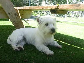 Product - Unleashed in Evanston in Evanston, IL Pet Care Services