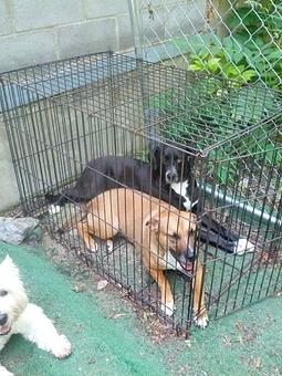 Product - Unleashed in Evanston in Evanston, IL Pet Care Services