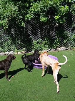 Product - Unleashed in Evanston in Evanston, IL Pet Care Services