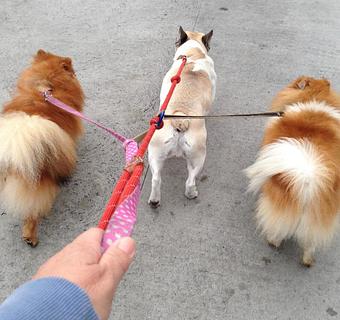 Product: Dog Walking - Urbane Doggie in Los Angeles, CA Pet Care Services