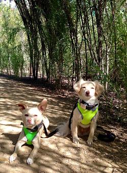 Product: Hiking in Play del Rey - Urbane Doggie in Los Angeles, CA Pet Care Services