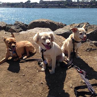 Product: Hikes along Marina del Rey's costal trail. - Urbane Doggie in Los Angeles, CA Pet Care Services