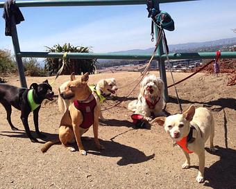 Product: Small Hiking Groups 2-5 Dogs - Urbane Doggie in Los Angeles, CA Pet Care Services