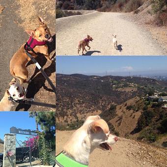 Product: Santa Monica Mountain Hikes - Urbane Doggie in Los Angeles, CA Pet Care Services