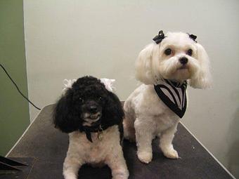 Product - Valentine Acres in Fort Valley, GA Pet Care Services