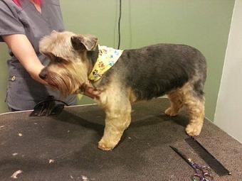 Product - Valentine Acres in Fort Valley, GA Pet Care Services