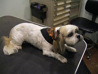 Product - Valentine Acres in Fort Valley, GA Pet Care Services