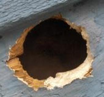 Product - Verminators Wildlife Evictions in Brookwood High School - Snellville, GA Business Services