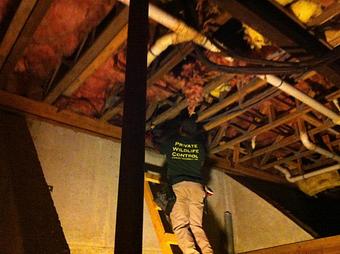 Product - Verminators Wildlife Evictions in Brookwood High School - Snellville, GA Business Services