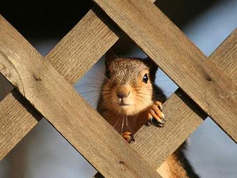 Product - Verminators Wildlife Evictions in Brookwood High School - Snellville, GA Business Services