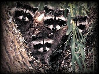 Product - Verminators Wildlife Evictions in Brookwood High School - Snellville, GA Business Services