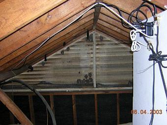 Product - Verminators Wildlife Evictions in Brookwood High School - Snellville, GA Business Services