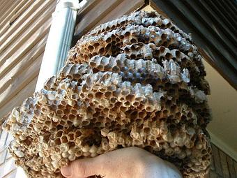 Product - Verminators Wildlife Evictions in Brookwood High School - Snellville, GA Business Services