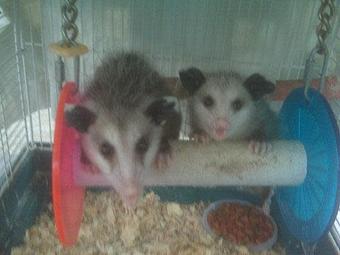 Product - Verminators Wildlife Evictions in Brookwood High School - Snellville, GA Business Services