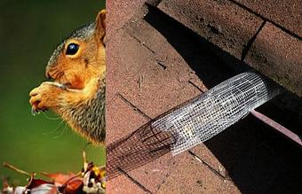 Product - Verminators Wildlife Evictions in Brookwood High School - Snellville, GA Business Services