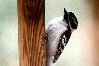 Product - Verminators Wildlife Evictions in Brookwood High School - Snellville, GA Business Services