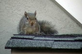 Product - Verminators Wildlife Evictions in Brookwood High School - Snellville, GA Business Services