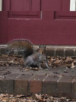 Product - Verminators Wildlife Evictions in Brookwood High School - Snellville, GA Business Services