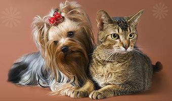 Product - Village Groomers We Tuck'Em Inn in Milton, FL Pet Care Services