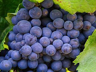 Product - Vineyard Visits in California Wine Country - Redondo Beach, CA Wine Manufacturers