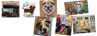 Product - Wags on Willow in Northbrook, IL Pet Boarding & Grooming