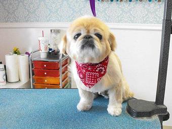 Product - Wags To Whiskers Salon in Republic, MO Pet Boarding & Grooming