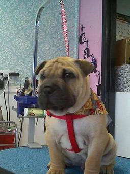Product - Wags To Whiskers Salon in Republic, MO Pet Boarding & Grooming