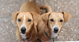 Product - Waldorf Kennels in Ridgefield, WA Pet Boarding & Grooming