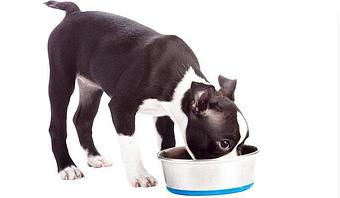 Product - Waldorf Kennels in Ridgefield, WA Pet Boarding & Grooming