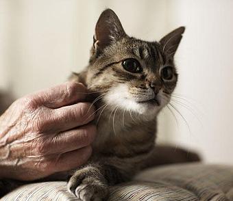 Product - Waldorf Kennels in Ridgefield, WA Pet Boarding & Grooming