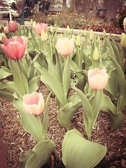 Product - Wallitsch Garden Center in Louisville, KY Nurseries & Garden Centers
