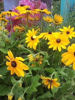 Product - Wallitsch Garden Center in Louisville, KY Nurseries & Garden Centers