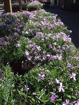 Product - Wallitsch Garden Center in Louisville, KY Nurseries & Garden Centers