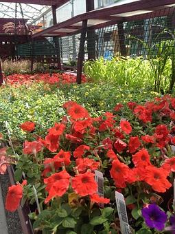 Product - Wallitsch Garden Center in Louisville, KY Nurseries & Garden Centers