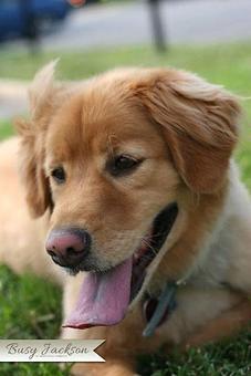 Product - Wash The Wag in Baltimore, MD Auto Washing, Waxing & Polishing