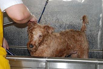 Product - Wash The Wag in Baltimore, MD Auto Washing, Waxing & Polishing