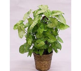 Product - Watson Flower Shops - Store in Tempe, AZ Florists