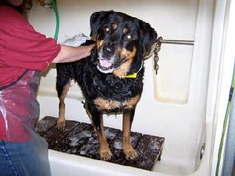 Product - West Valley Pet Lodge in Campbell, CA Pet Boarding & Grooming