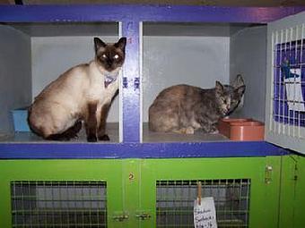 Product - West Valley Pet Lodge in Campbell, CA Pet Boarding & Grooming