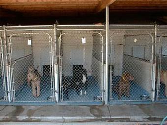 Product - West Valley Pet Lodge in Campbell, CA Pet Boarding & Grooming