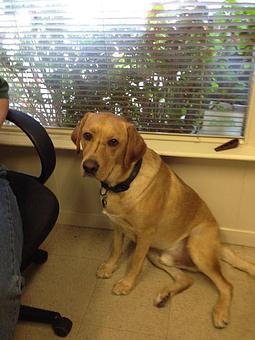 Product - West Valley Pet Lodge in Campbell, CA Pet Boarding & Grooming