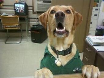 Product - West Valley Pet Lodge in Campbell, CA Pet Boarding & Grooming