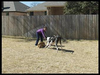 Product - While You're Away Pet Sitting in Belton, TX Pet Care Services