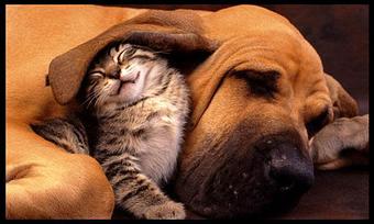 Product - While You're Away Pet Sitting in Belton, TX Pet Care Services