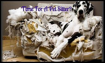 Product - While You're Away Pet Sitting in Belton, TX Pet Care Services